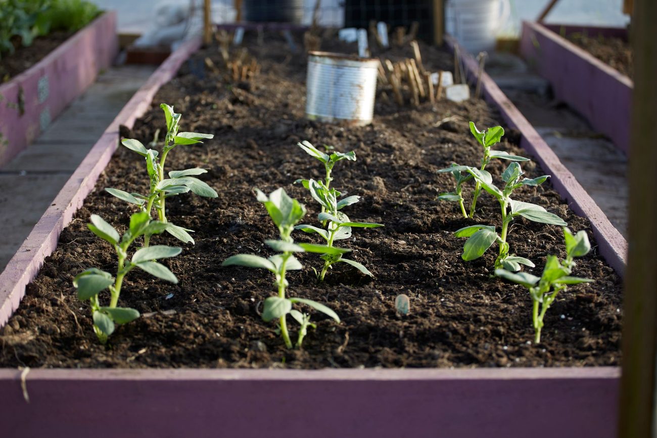 Building Raised Garden Beds From Reclaimed Lumber