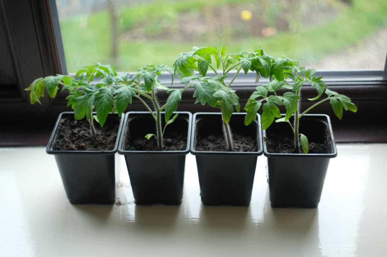 Starting a Vegetable Garden for Under $50