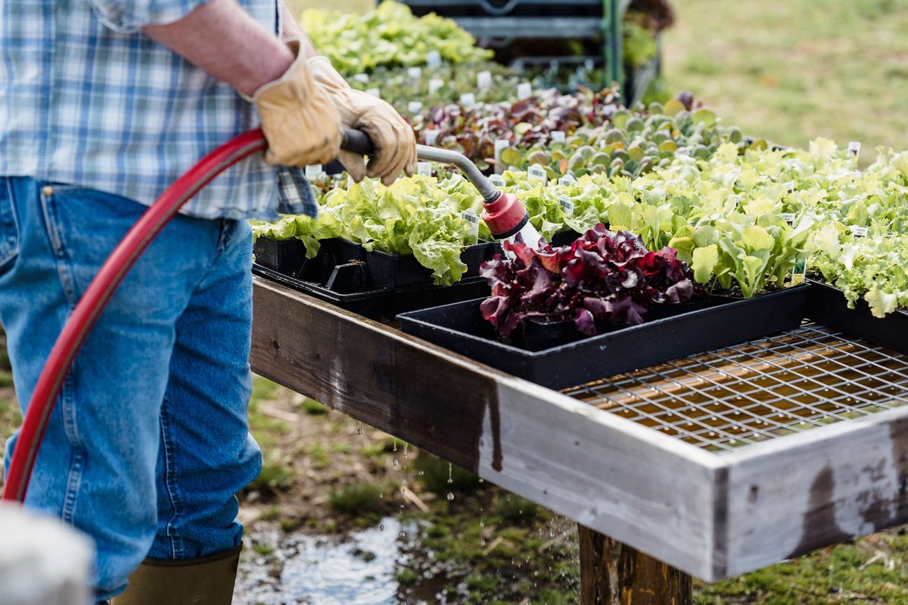The Five Easiest Vegetables for a First Garden